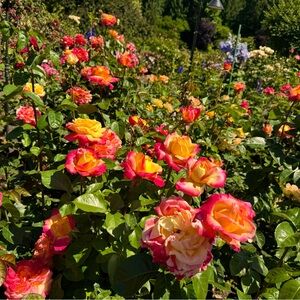 Meet your Posher, Nicki